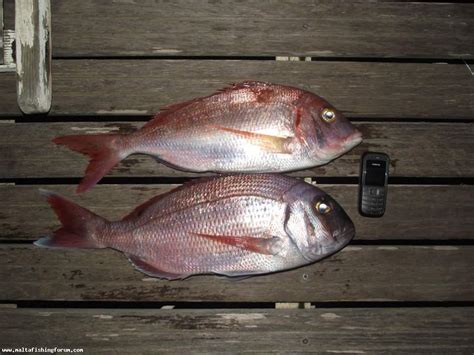 pagella fish|Pagella : r/malta .